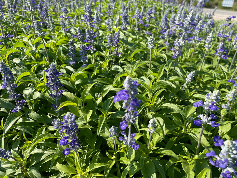 Blue Victoria Salvia