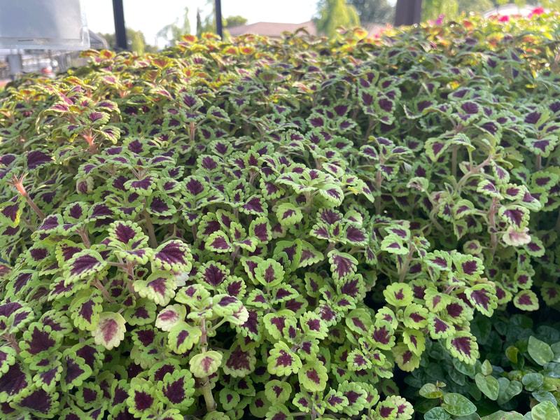 Wedding Train Coleus