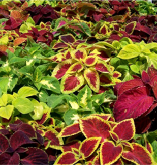 Wizard Mix Coleus