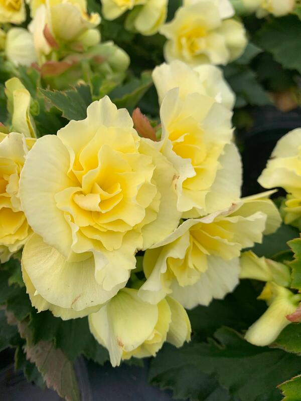 Yellow Solenia Begonia
