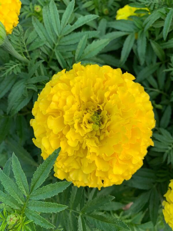 Yellow African Marigold